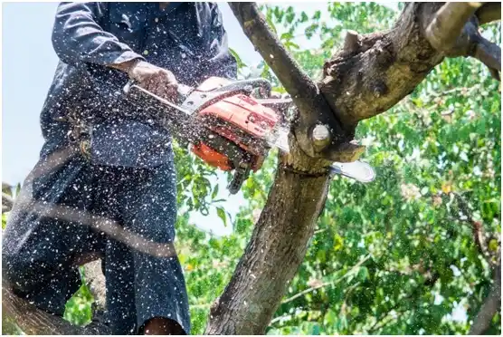 tree services Goshen